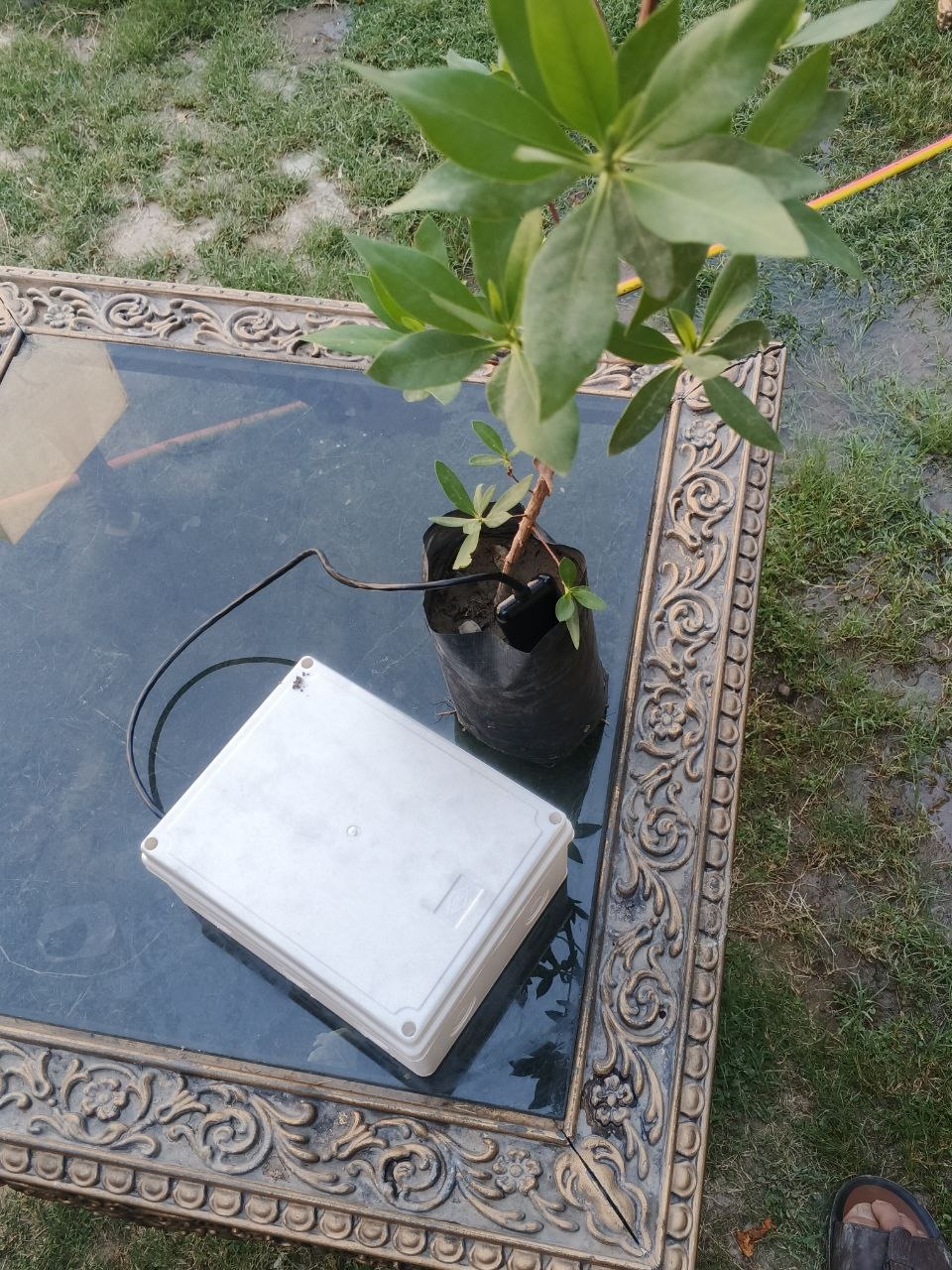 صورة إضافية